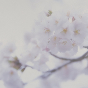 真实萝莉少女口交
